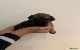 Border Terrier dogs for sale: BORDER TERRIER PUPS - Advert 5