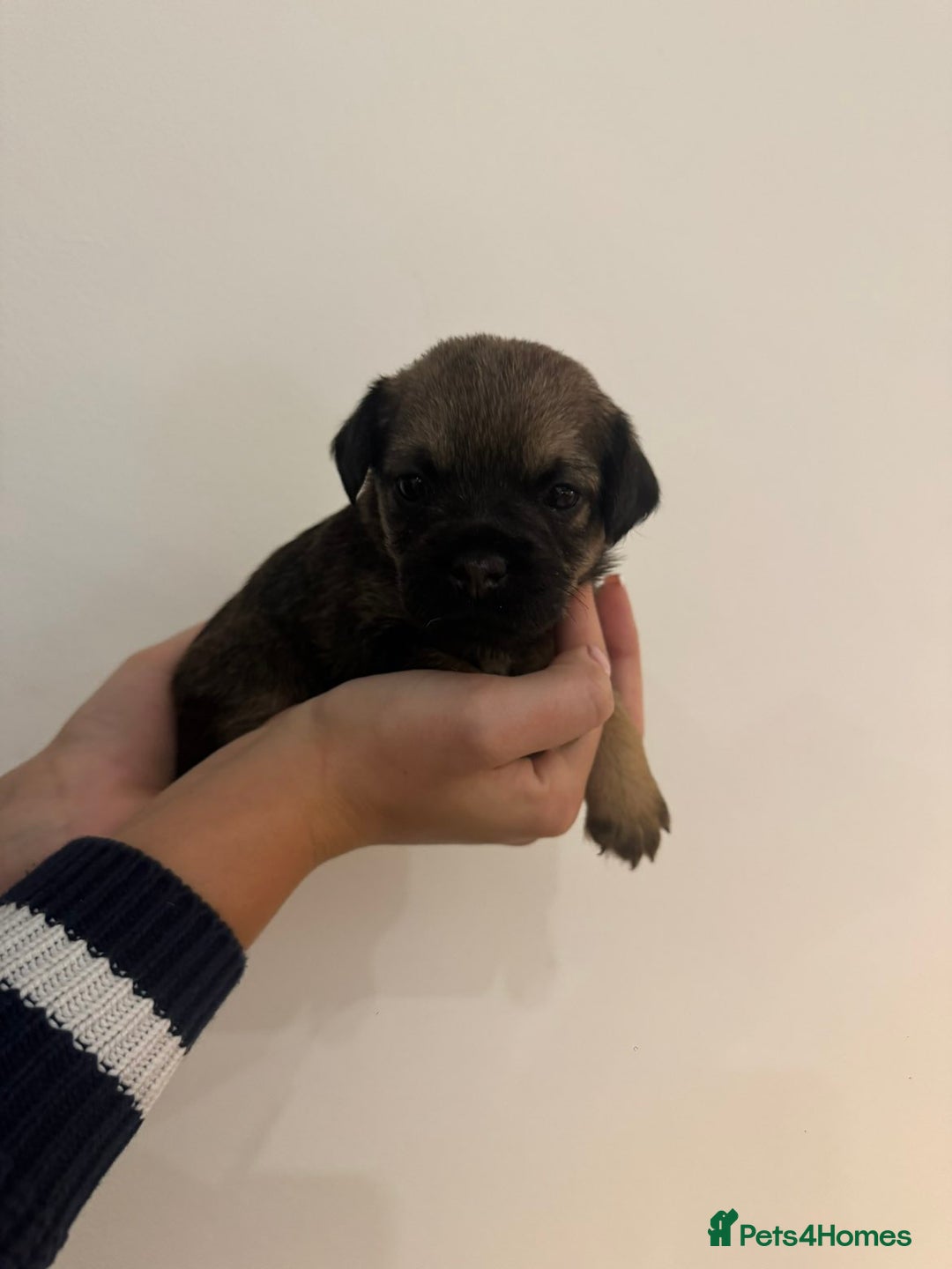 Border Terrier dogs for sale: BORDER TERRIER PUPS - Advert 5