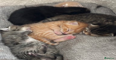 Bengal cats - Advert 12