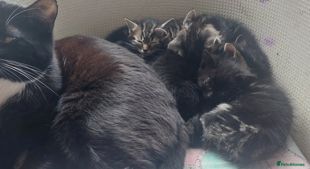 British Shorthair cats for sale: 5 kittens ready to rehome - Advert 1