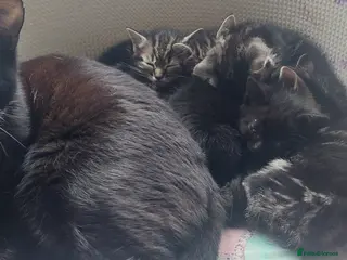 British Shorthair cats 5 kittens ready to rehome - Advert 3