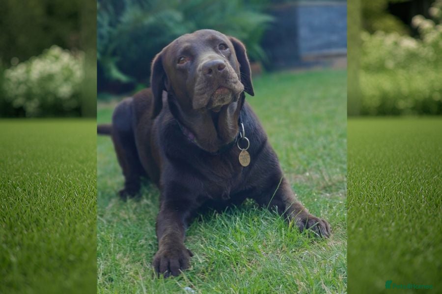 Labrador Retriever dogs Beautiful Black Labrador Boys Ready Soon - Advert 2