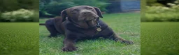 Labrador Retriever dogs for sale: Beautiful Black Labrador Boys Ready Soon - Advert 2
