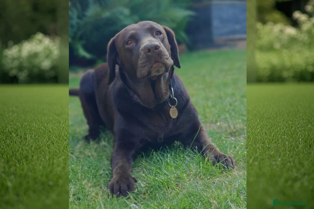 Labrador Retriever dogs for sale: Beautiful Black Labrador Boys Ready Soon - Advert 2