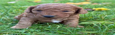 Cockapoo 1