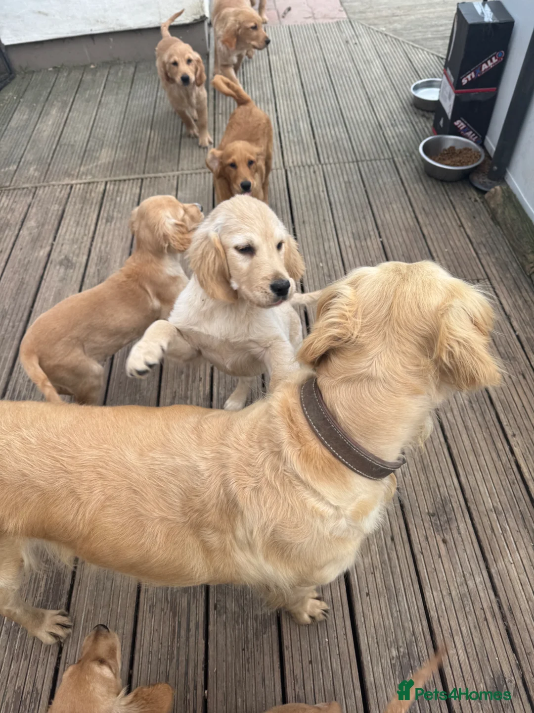 Golden Retriever dogs for sale: Healthy Beautiful GR Puppies - Advert 40
