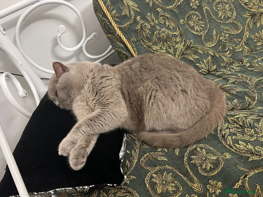 British Shorthair cats for sale: British shorthair lilac male - Advert 4