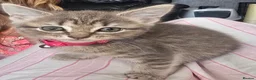 Mixed Breed cats for sale: Silver grey tabby kitten 8 wks - Advert 1