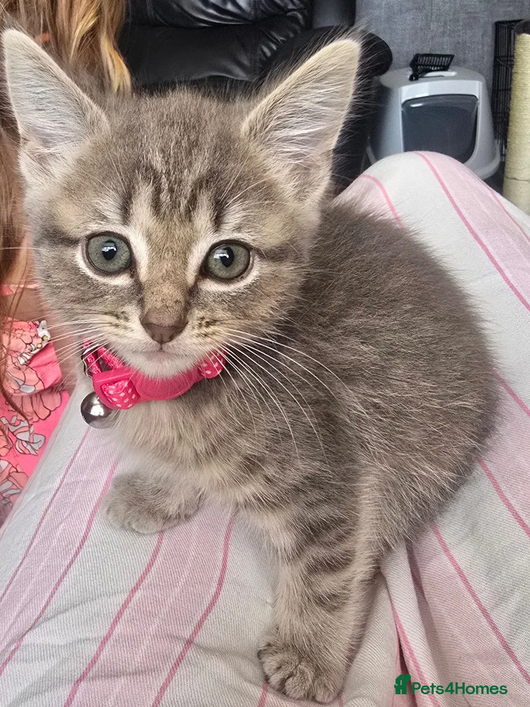 Mixed Breed cats for sale: Silver grey tabby kitten 8 wks - Advert 1