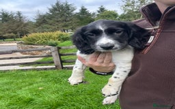 English Springer Spaniel dogs for sale: FTCH WORKING SPRINGERS - Image 3