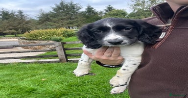 English Springer Spaniel dogs - Advert 13