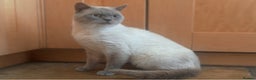 British Shorthair cats for sale: Zeus, GCCF active - Advert 1
