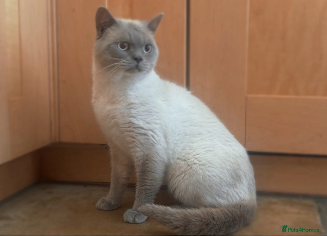 British Shorthair cats for sale: Zeus, GCCF active - Advert 1