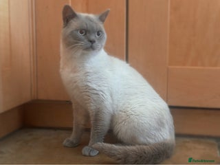 British Shorthair cats Zeus, GCCF active - Advert 3