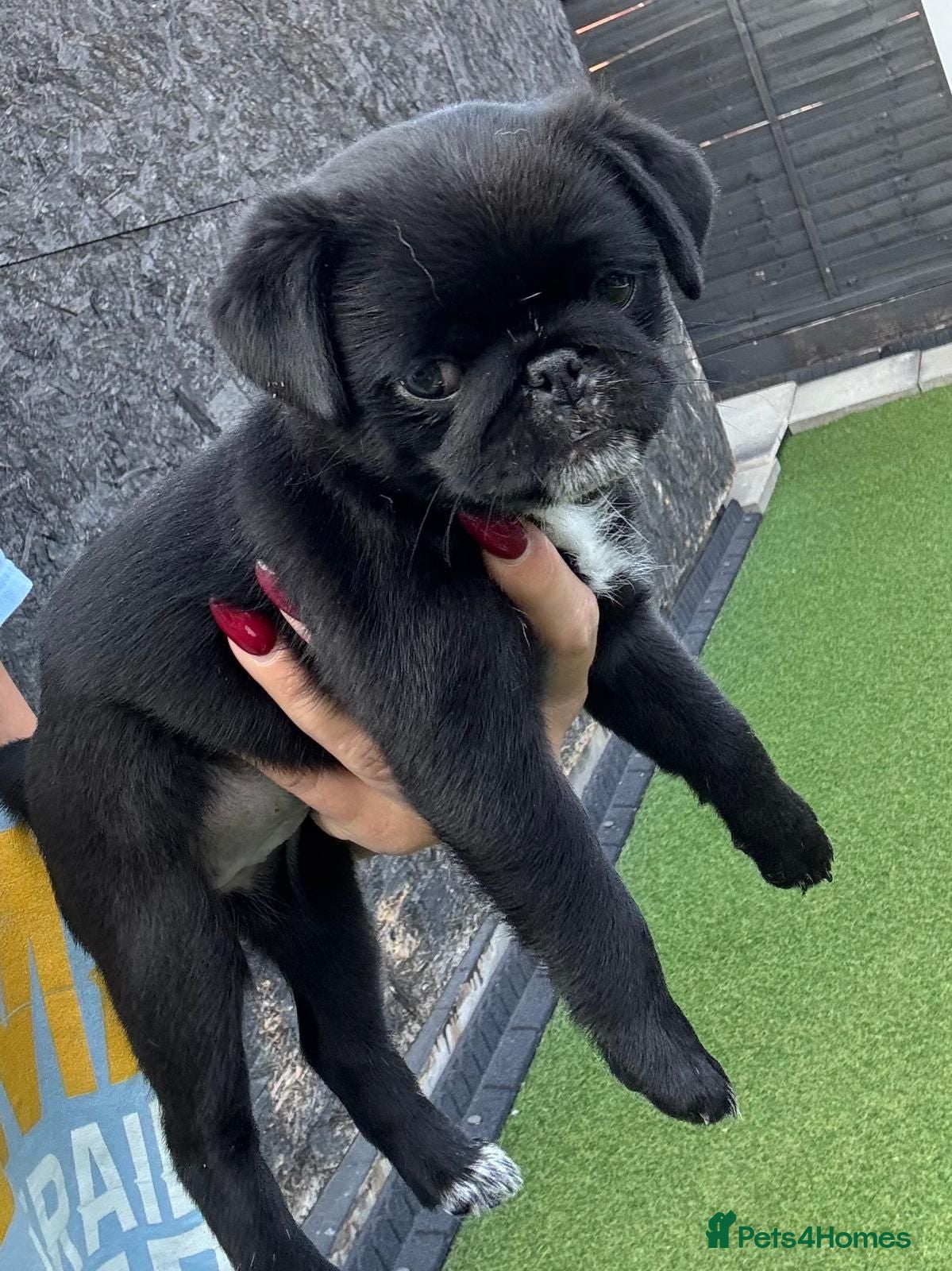 Pug dogs Beautiful Exotic Pug Puppies - Advert 2