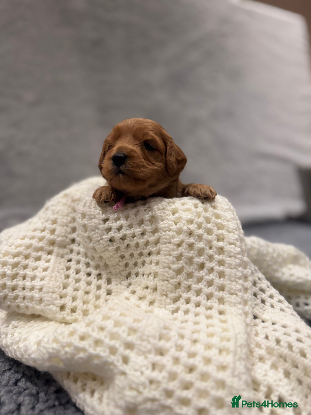 Cavapoo dogs for sale: Gorgeous Cavapoo Girl looking for loving home - Image 3