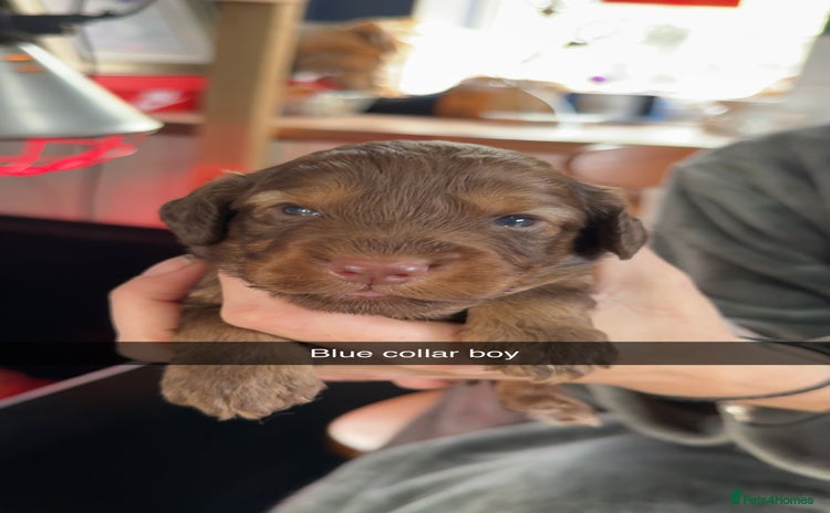 Cockapoo dogs - Advert 1