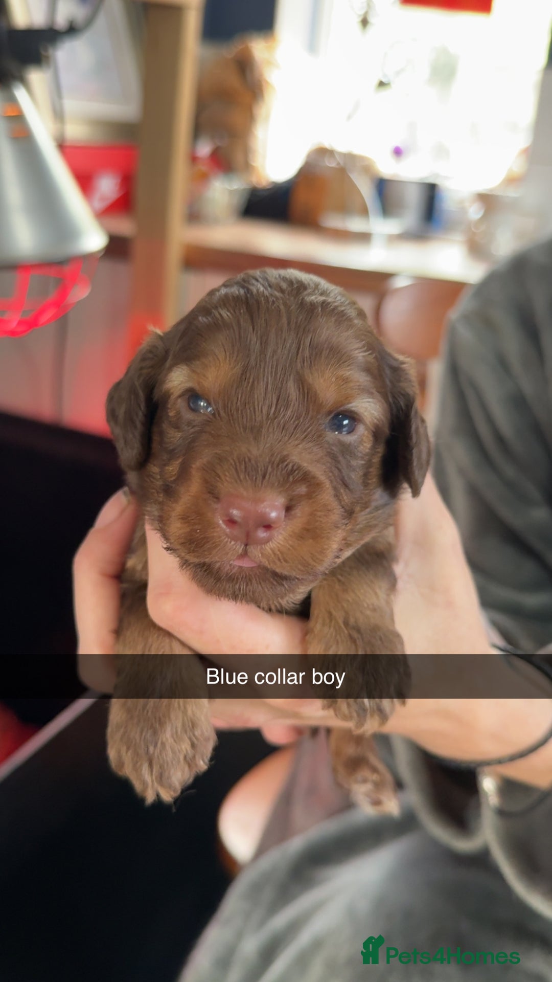 Cockapoo dogs for sale: ABSOLUTELY GORGEOUS F1 COCKAPOO PUPS!! - Image 1