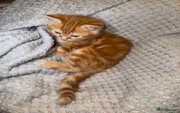 Domestic Shorthair cats for sale: Real life Garfield🤩 - Image 10