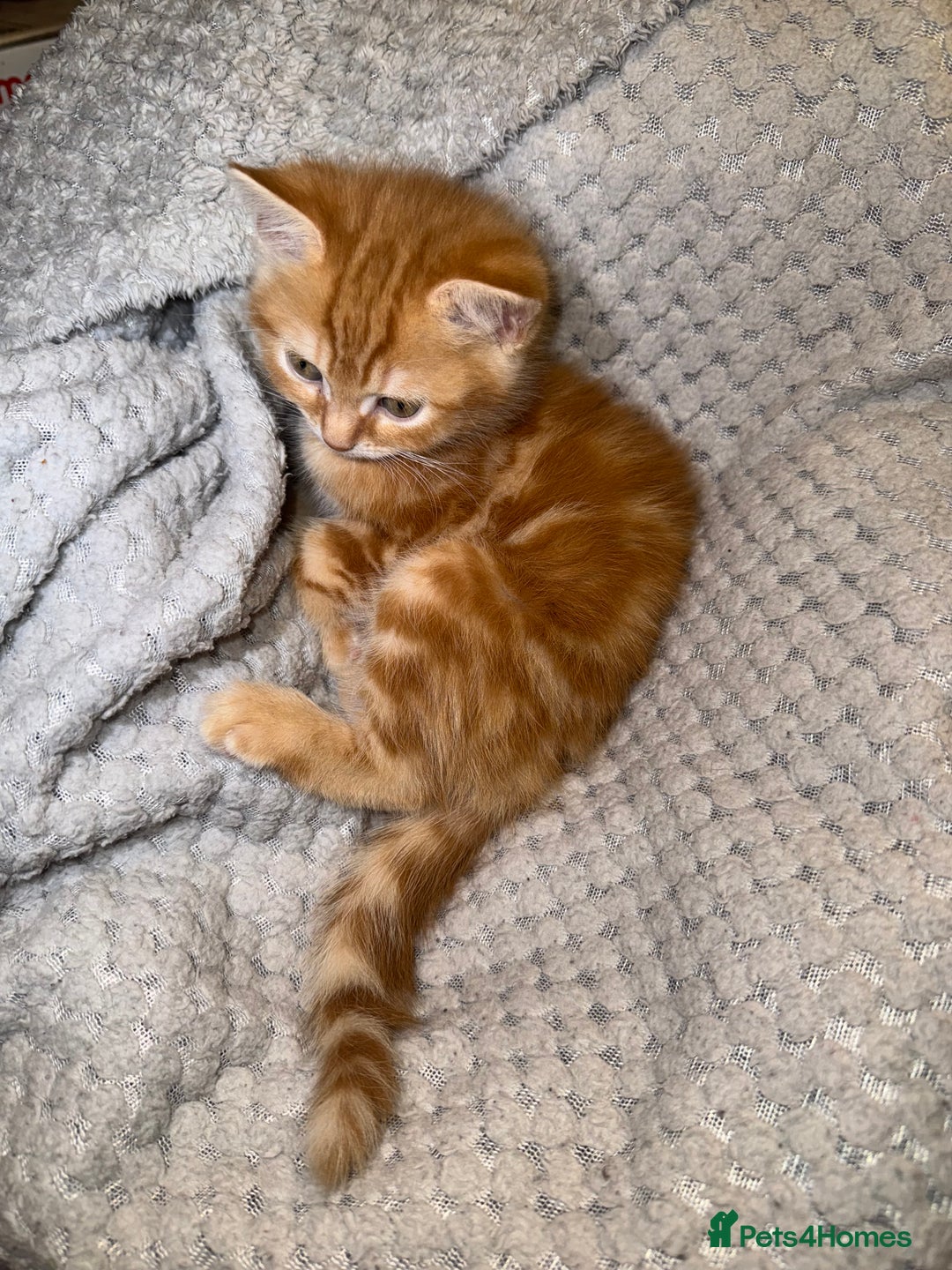 Domestic Shorthair cats for sale: Real life Garfield🤩 - Image 10