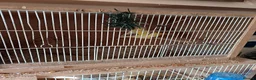Canaries birds for sale: 10 canaries - Advert 8