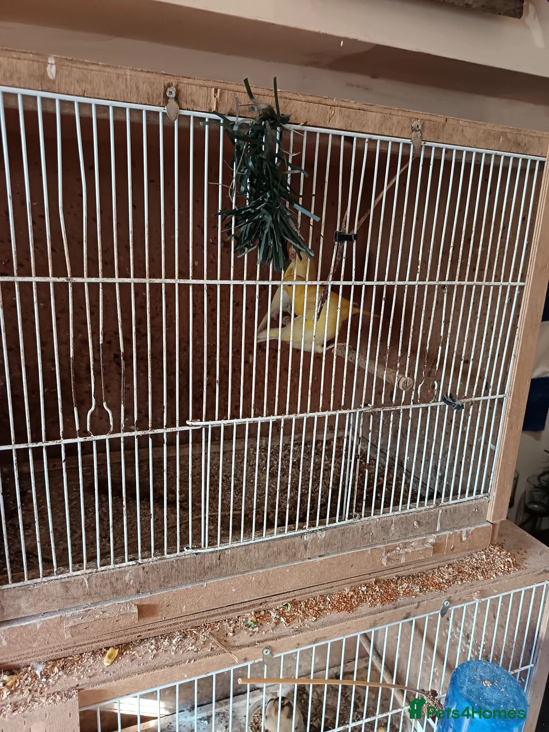 Canaries birds for sale: 10 canaries - Advert 8