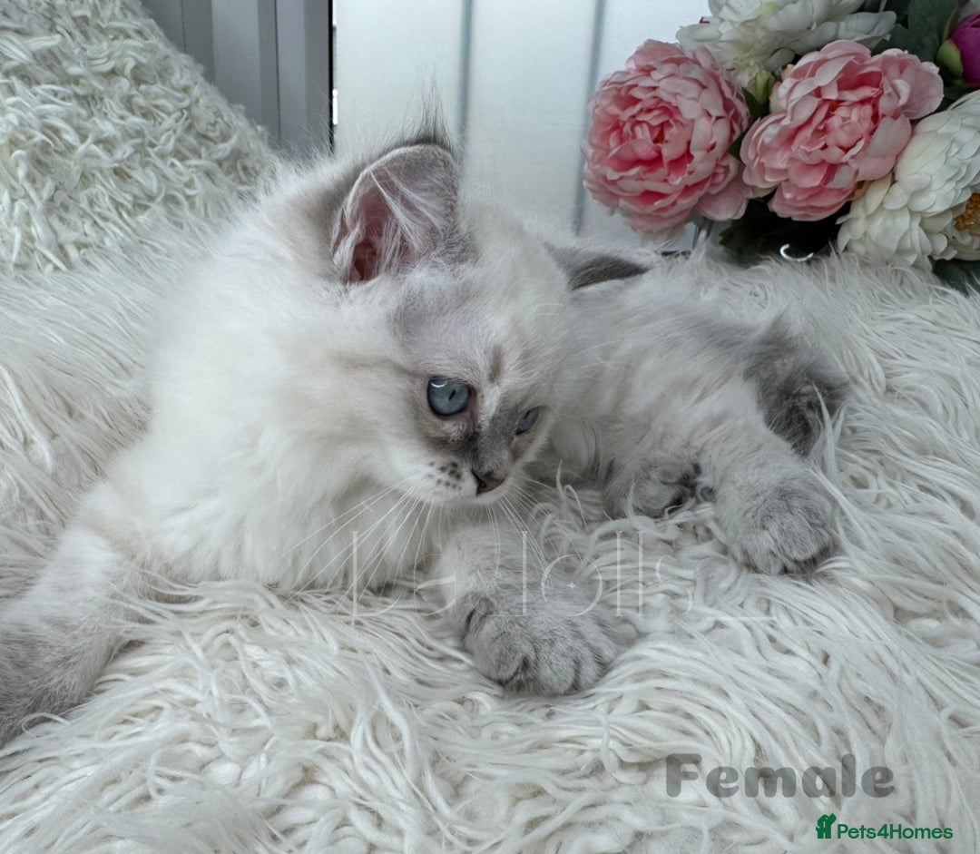 Ragdoll cats for sale: Beautiful,affectionate ragdoll ready for their 🏡 - Image 13