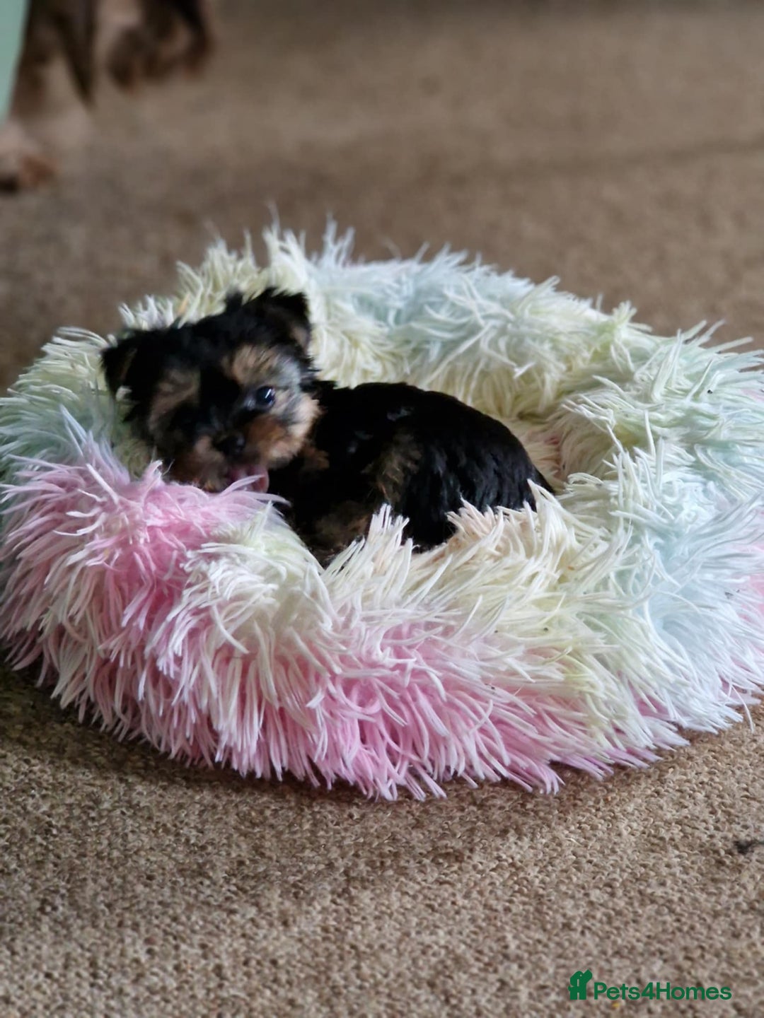 Yorkshire Terrier dogs for sale: Hi Mini Yorkshire Terrier for sale - Image 5