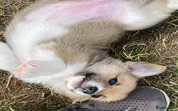 Mixed Breed dogs for sale: Corgi cross puppies - Image 7