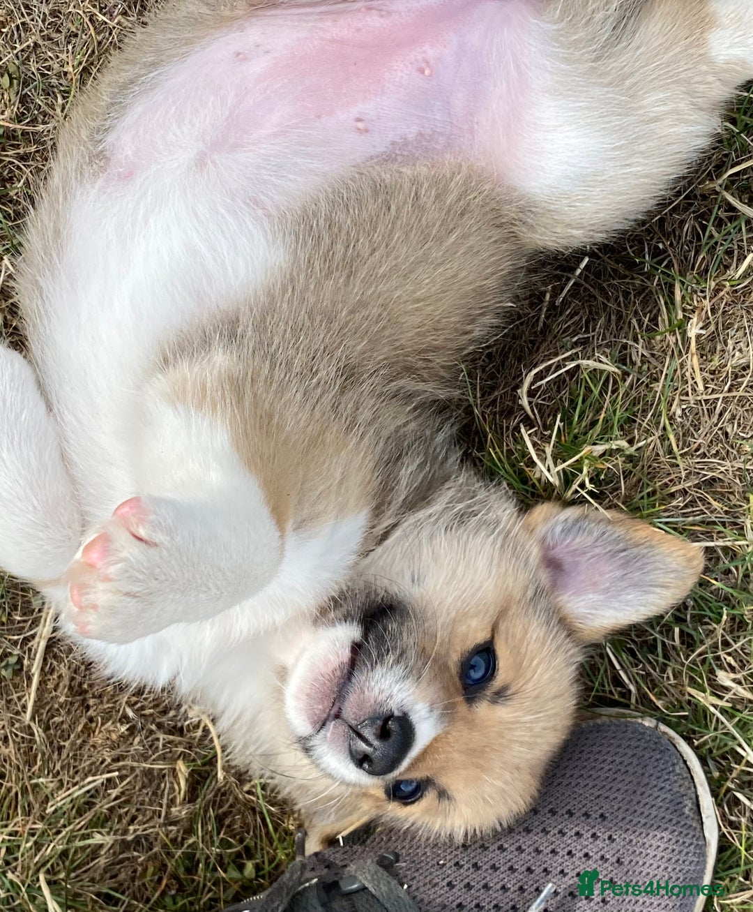 Mixed Breed dogs for sale: Corgi cross puppies - Image 7