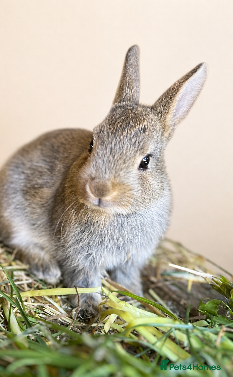 Rex rabbits Now Vaccinated and vet checked Standard Rex x  - Advert 1