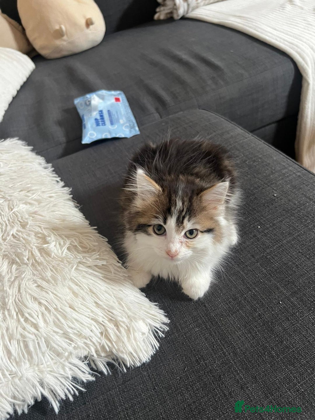 Mixed Breed cats for sale: Female Kitten for sale - Image 2