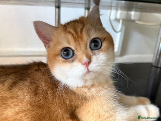 British Shorthair cats GCCF reg BSH Chocolate Gold Blue Eyes Male Kitten - Advert 3