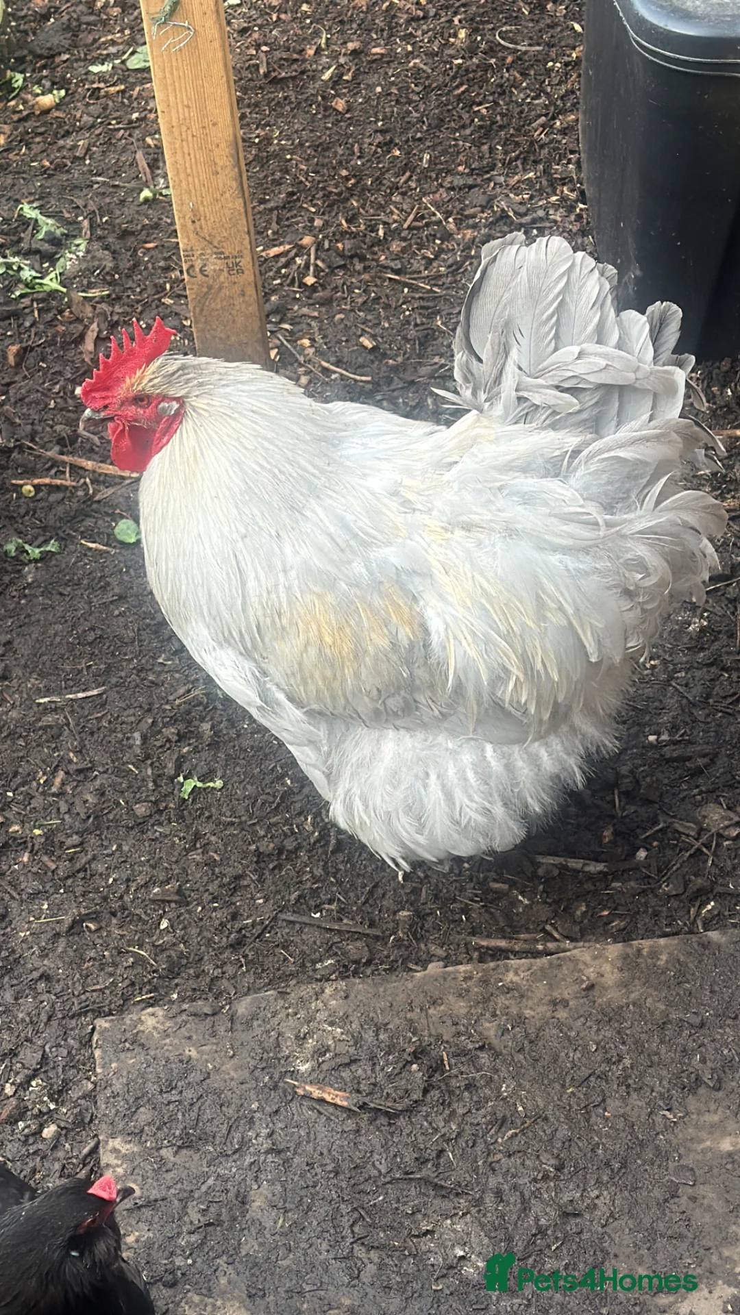 Chickens poultry for sale: 2 cockerels  in Wakefield - Advert 2