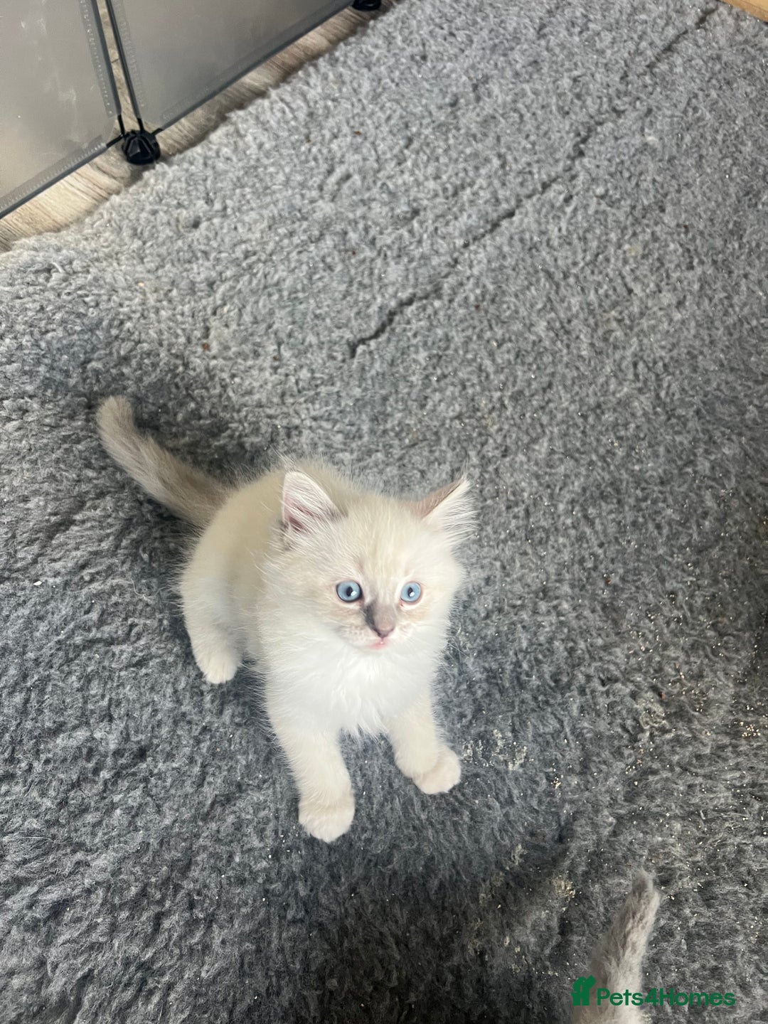 Ragdoll cats for sale: 5 Gccf registered Ragdoll kittens available  - Image 1