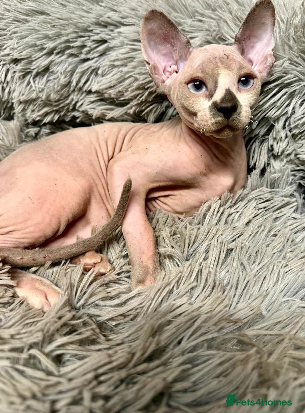 Sphynx cats TICA Reg Sphynx Kittens, Extensive Genetic Testing - Advert 2