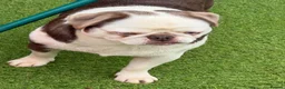 Pug dogs for sale: Kc Lilac tan panda male  - Advert 13