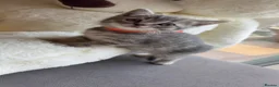 British Shorthair cats for sale: British Shorthair/ Scottish Fold Stunning Kittens - Advert 17