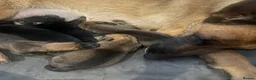 Mixed Breed dogs for sale: Beautiful Belgium Malinois cross puppy’s for sale  - Advert 12