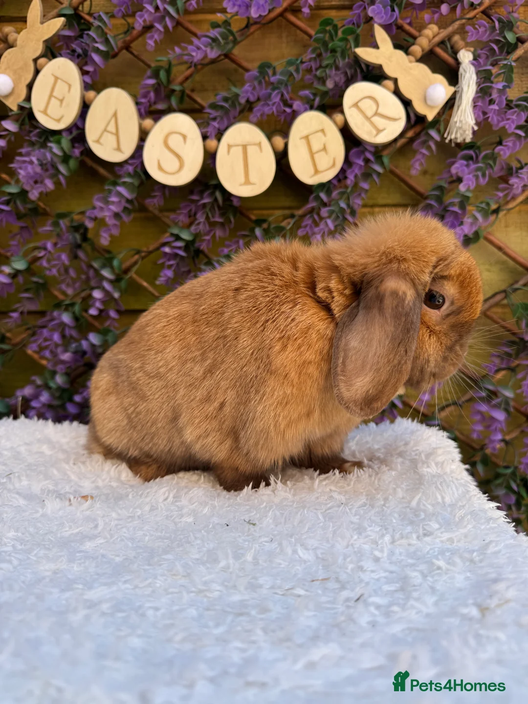 Mini Lop rabbits for sale: Mini lop does  - Advert 15