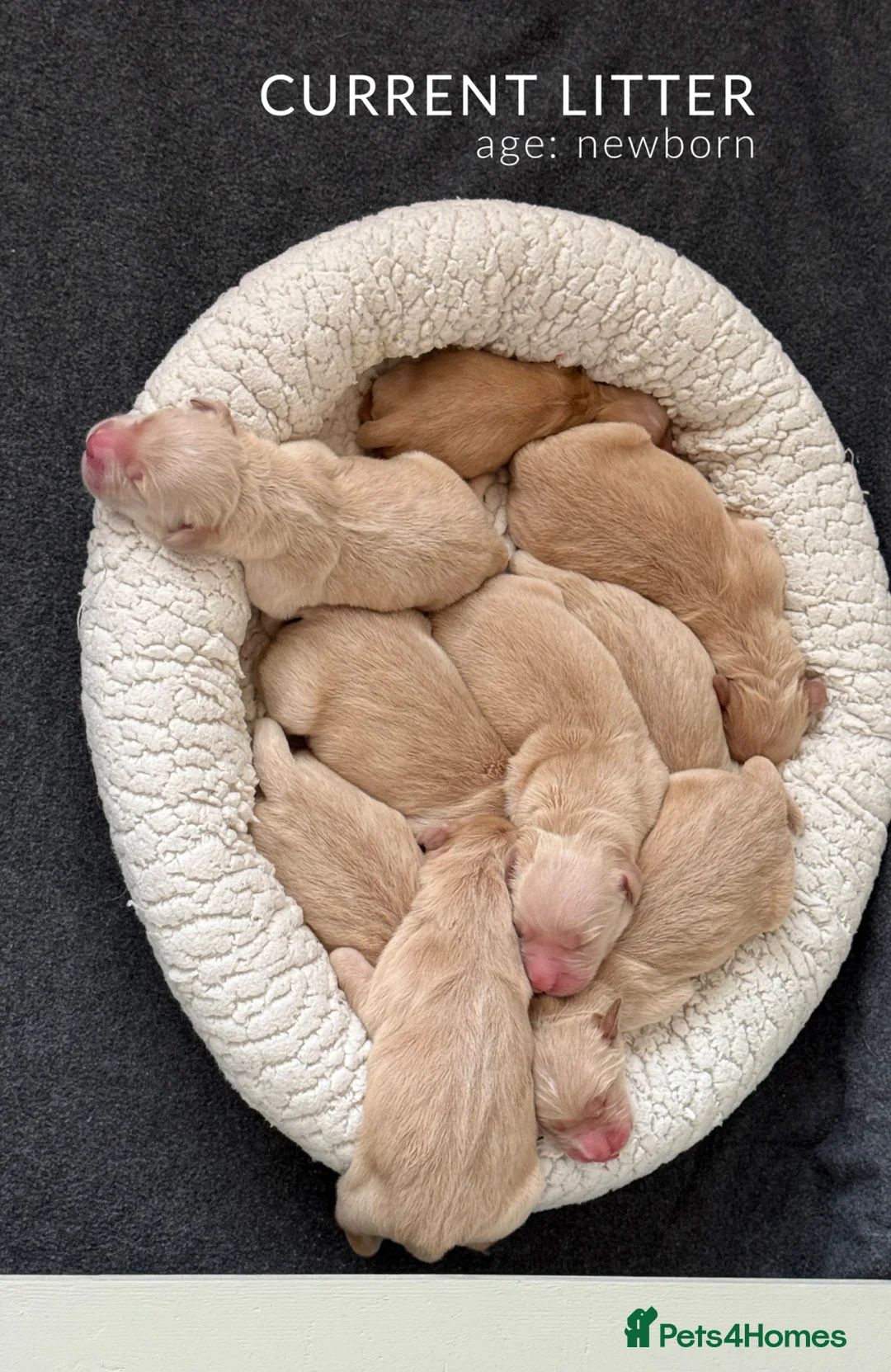 Golden Retriever dogs for sale: KC Golden Retriever Pups 3 boys 3 girls available  - Advert 2
