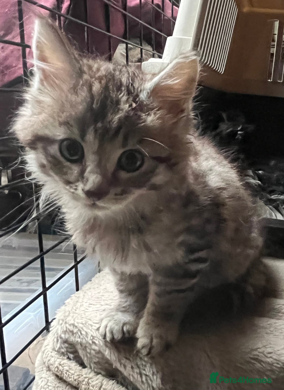 Maine Coon cats for sale: Maine coon kittens  - Image 38