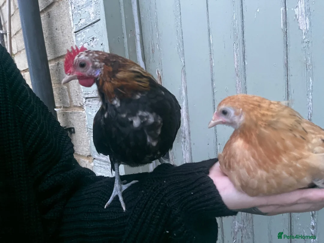 Chickens poultry for sale: Very Tame Dutch Bantams - Advert 7