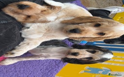 Cocker Spaniel dogs for sale: Ready now - fully health tested show cocker boy  - Image 9