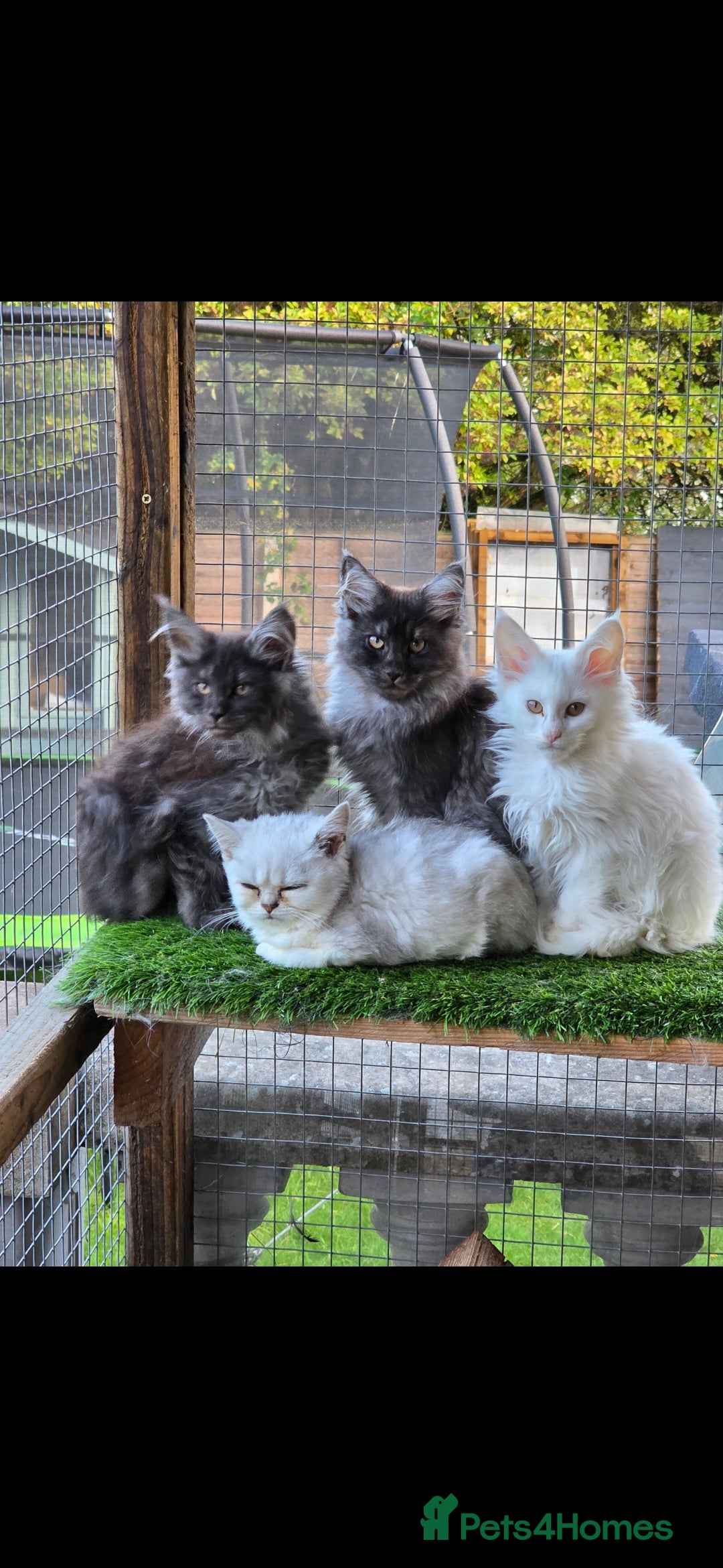 Maine Coon cats for sale: Pedigree XL Mainecoon kittens - Image 15