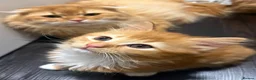 Scottish Fold cats for sale: Ginger Scottish fold kittens long hair - Advert 2