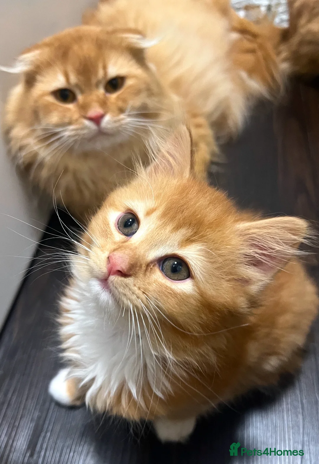 Scottish Fold cats for sale: Ginger Scottish fold kittens long hair - Advert 2