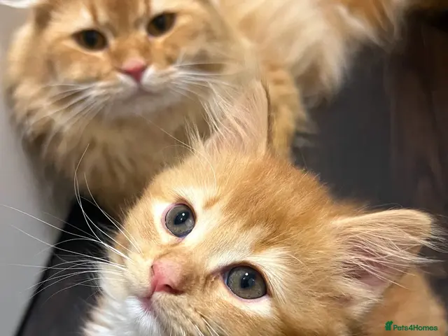 Scottish Fold cats for sale: Ginger kittens long hair - Advert 1