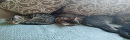 Mixed Breed cats for sale: 4 Tabby's 3 black and white  - Advert 7