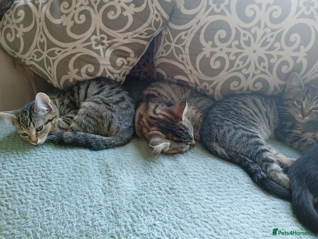 Mixed Breed cats for sale: 4 Tabby's 3 black and white  - Advert 7